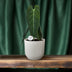 Philodendron Melanochrysum im Ø21cm Topf, 75cm hoch Bild 3