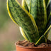 Green boutiQ - Sansevieria Future Superb - Bogenhanf - 1 Pflanze - mit Weißem Topf - Topf 12cm - Höhe - 35cm Bild 4
