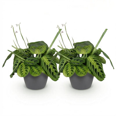 2x Maranta Fascinator Lemon Lime Zimmerpflanzen im Topf 12cm