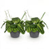 2x Maranta Fascinator Lemon Lime Zimmerpflanzen im Topf 12cm Bild 2
