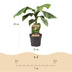 Musa Basjoo: Winterharte Japanische Faserbanane im 21cm Topf Bild 3