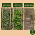 Parthenocissus henryana: Chinesischer Wilder Wein, 35cm, Ø9cm Bild 4
