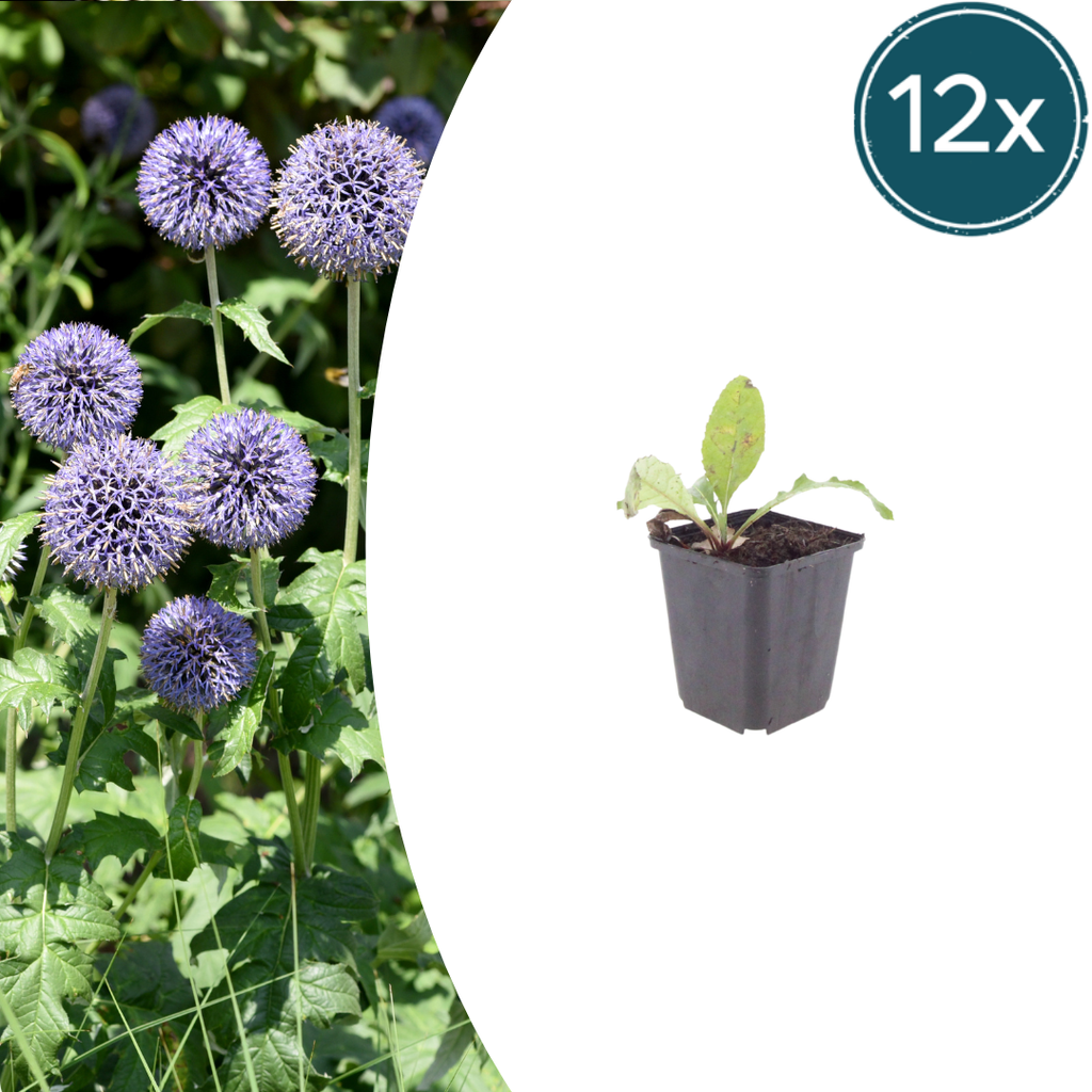12x Kugeldistel (Echinops ritro), 10-25cm Höhe, Ø9cm Topf