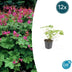 12x Geranium macr. 'Czakor' - ↕10-25cm - Ø9cm Bild 1