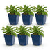 Green boutiQ - Perennial - Campanula persicaria Duo - Peachleaf Bellflower - Bee and Butterfly Attractors - Blue - White - 6 Plants - Pot 11cm - Height 15-25cm Bild 1