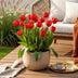 GreenboutiQ - Blumenzwiebeln - Tulp Triumph Red - Bulbs Hardy Perennial - Farbe Rot - 15 Stück - Zwiebelgröße 11/12 - XXL Pack Bild 6