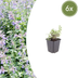 6x Katzenminze Nepeta faassenii (10-25cm) im 9cm Topf Bild 1