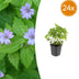24x Geranium nodosum - ↕10-25cm - Ø9cm Bild 1