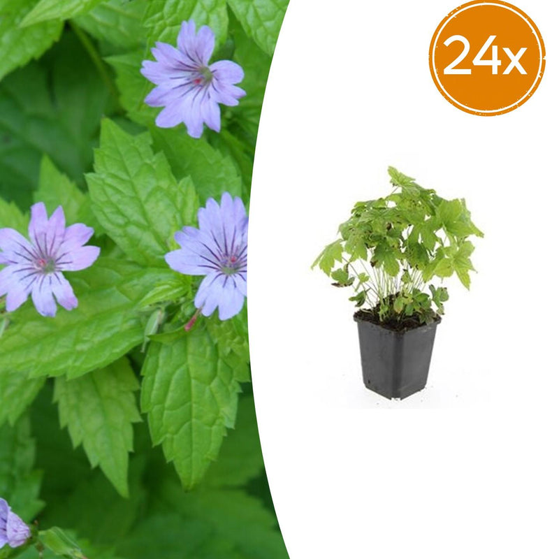 24x Geranium nodosum - ↕10-25cm - Ø9cm