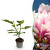 Magnolie 'Soulangeana' Rosa Blüte, wenig Pflege, Topf 12cm, Höhe 30cm Bild 1