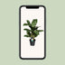 Aglaonema Greenlight (Decorum) - Pflegeleichte Zimmerpflanze mit Luftreiniger Bild 5