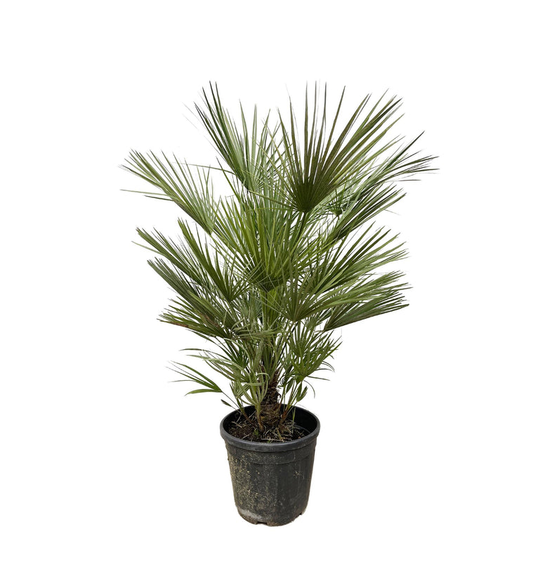 Dracaena surculosa