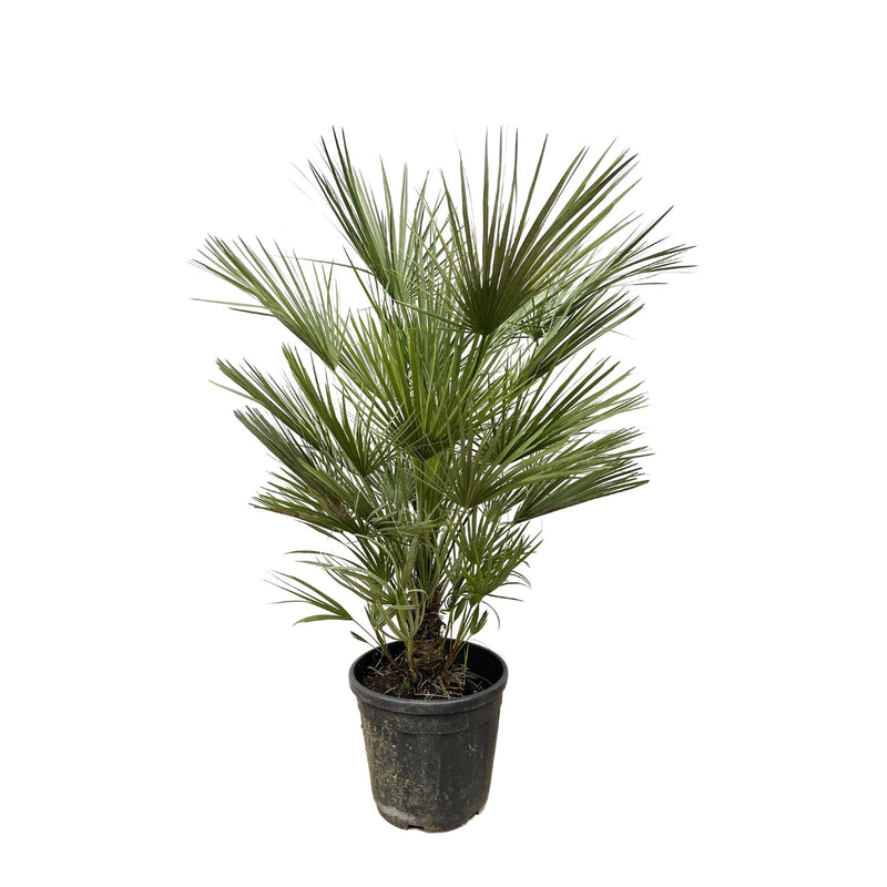 Chamaerops Humilis Zwergpalme – 150cm, frosttolerant, für Sonne