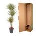 Dracaena Bicolor - 150 cm - ø24 Bild 4