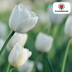 Tulip Bulbs Catherina – 20 pieces | KH Bloembollen® | Pure White Tulip – Timeless & Elegant – For Garden or Pot – Size 11/12 – Fresh from the Grower Bild 4