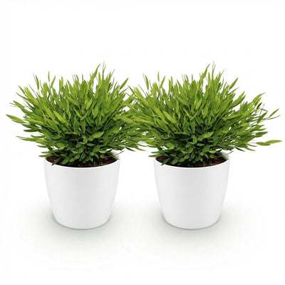Green boutiQ - Zimmerpflanze - Bamusa Pogonatherum Monica - Bambusgras - Haustierfreundliche Pflanze - Grün - 2 Pflanzen - mit Potter Weiß - Topf 12cm - Höhe 20cm