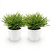 Green boutiQ - Zimmerpflanze - Bamusa Pogonatherum Monica - Bambusgras - Haustierfreundliche Pflanze - Grün - 2 Pflanzen - mit Potter Weiß - Topf 12cm - Höhe 20cm Bild 2