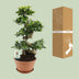 Ficus Ginseng Ø27cm - 70cm hoch Bild 4
