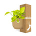 Epipremnum Pinnatum Golden Pothos in Topf ELHO 14cm gelb Bild 4