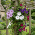 8x Clematis Rainbow - Waldrebe Rainbow - Lila - Rot - Rosa - Weiß - Kletterpflanze - Ø9cm - ↕35cm Bild 4