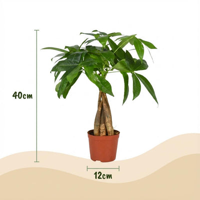 Green boutiQ Geldbaum (Pachira Aquatica) - Pflegeleicht, 40-50 cm, Topf 12 cm