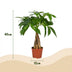 Green boutiQ Geldbaum (Pachira Aquatica) - Pflegeleicht, 40-50 cm, Topf 12 cm Bild 2