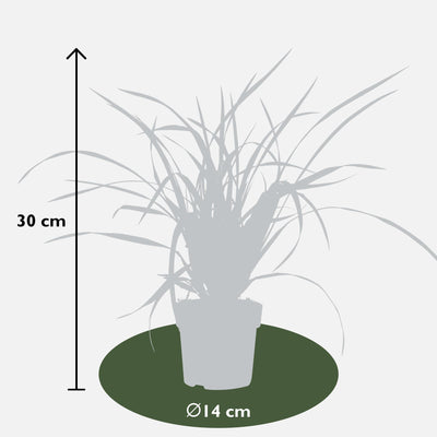 3x Carex morrowii 'Irish Green' - Ziergras, ca. 30cm, Ø14cm Topf