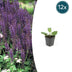 12x Salvia nemorosa 'Mainacht' - Blaue Blütenähren, Bienenfreundlich Bild 1