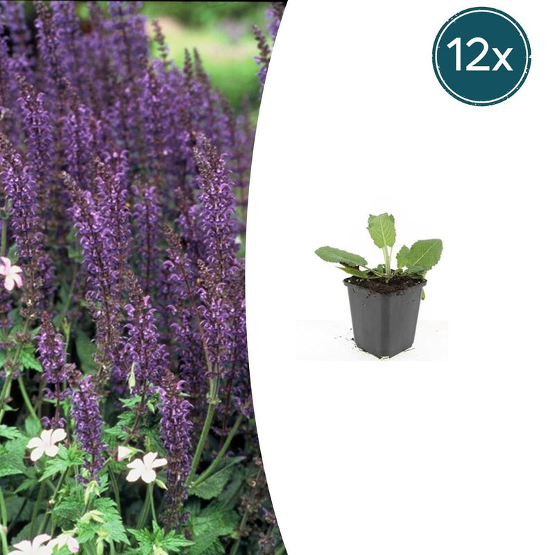 12x Salvia nemorosa 'Mainacht' - Blaue Blütenähren, Bienenfreundlich