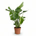 Monstera Deliciosa Split-Leaf Philodendron, easy-care, 50-55cm, 17cm pot Bild 2