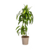 Dracaena Hawaiian Sunshine (Ø19cm) – Tropisches Flair für Ihr Zuhause Bild 1