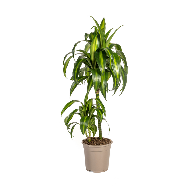Dracaena Hawaiian Sunshine (Ø19cm) – Tropisches Flair für Ihr Zuhause