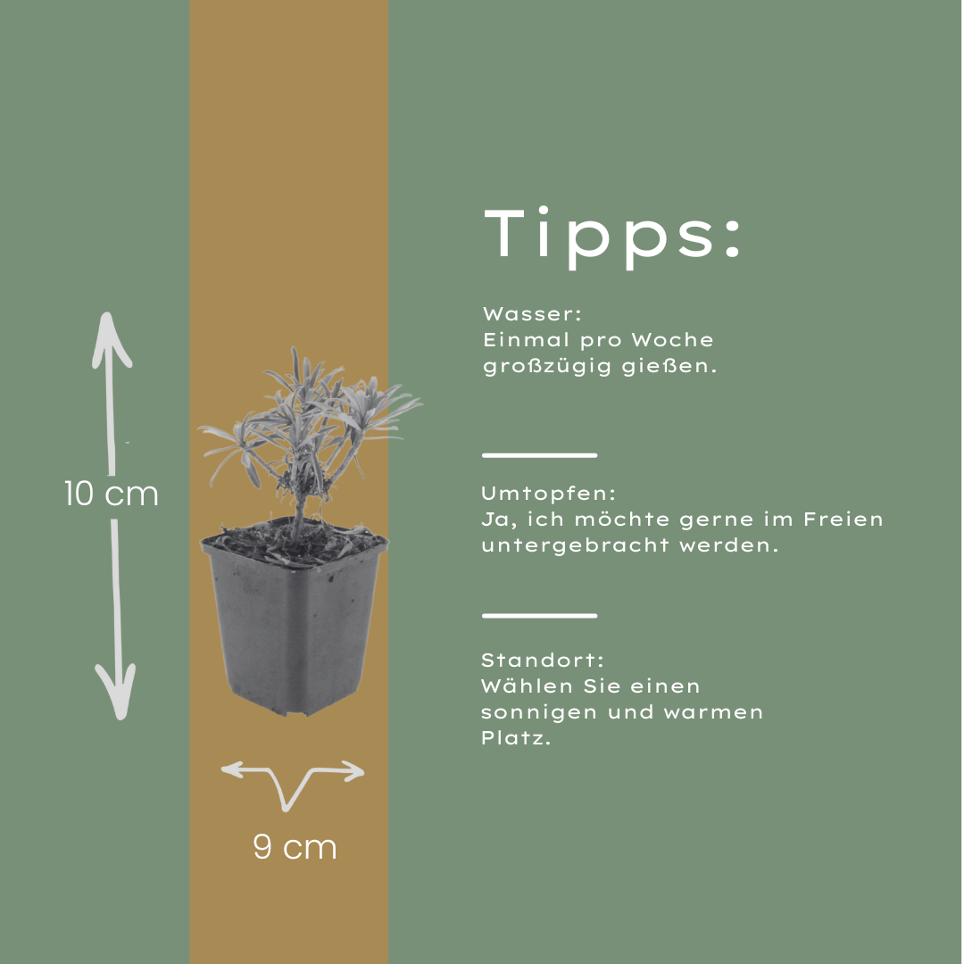 Erysimum 'Bowles' Mauve' - 12x Staude, 10-25cm, Ø9cm