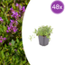 48x thymus serpyllum - ↕10-25cm - Ø9cm Bild 1