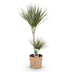 Dracaena Marginata Bicolor: Drachenbaum mit Korb, 90-100cm Bild 1