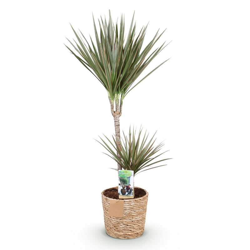 Dracaena Marginata Bicolor: Drachenbaum mit Korb, 90-100cm