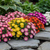 GreenboutiQ Delosperma 8 Pflanzen Mix: Farbenfroher, winterharter Bodendecker Bild 7