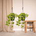 Epipremnum Golden Pothos (Scindapsus) - Set of 2, Ø15cm, ↕25cm Bild 5