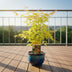 Acer palmatum 'Orange Dream' - Ø19cm Topf, ca. 50cm hoch Bild 3