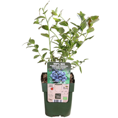 Bio-Heidelbeere 'Reka' – Topf Ø13cm, Höhe 45cm