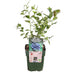 Bio-Heidelbeere 'Reka' – Topf Ø13cm, Höhe 45cm Bild 1