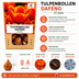 Tulpenzwiebeln Dafeng – 20 Stück | KH Bloembollen® | Orange Tulpe – Großblütig & Elegant – Für Garten oder Topf – Größe 11/12 – Frisch vom Züchter! Bild 9