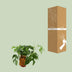 Monstera Minima: Kompakte Eleganz für Ihr Zuhause (Ø12cm, ↕30cm) Bild 4