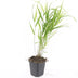 48x Hakonechloa macra - ↕10-25cm - Ø9cm Bild 3