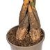 Pachira Aquatica (Geldbaum) im Korb Ø24cm, 120-140cm Bild 5