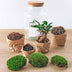 Bottle Garden Set with Bonsai and Moss – Self-Sustaining Biotope for Your Home Bild 4