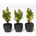 Mini Christmas Tree Set 3: Anthracite Pot + 20 LED Lights Bild 1