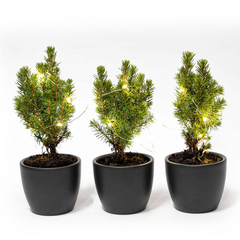 Mini Christmas Tree Set 3: Anthracite Pot + 20 LED Lights
