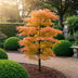 Acer palmatum Orange Dream: 3x orange Zwerg-Ahorn, 35cm, Topf 12cm Bild 5
