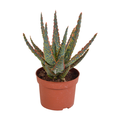 Aloe Zebrina Dannyz 10,5cm: Sternförmige Blätter mit orangefarbenen Akzenten